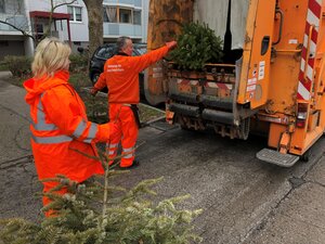 BSR-Beschäftigte bei der Abholung ausrangierter Weihnachtsbäume ab.