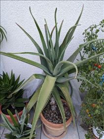 Abbildung: Große Aloe Vera 
