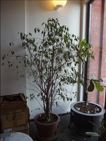 Abbildung: Ficus Benjamina (Birkenfeige) sucht neue Heimat